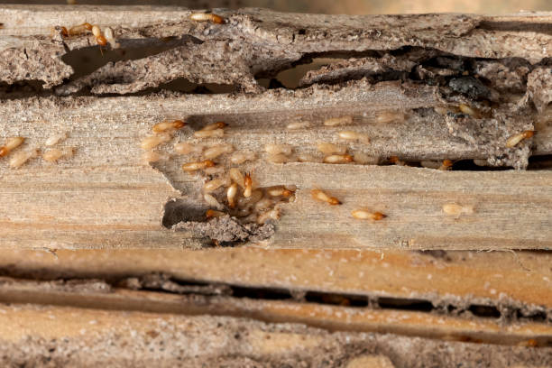 Trusted Dardenne Prairie, MO Pest Control Experts